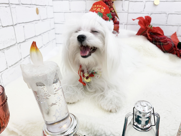 生徒が撮影したモデル犬写真♪